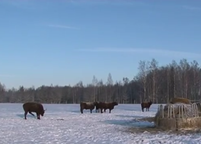 Piensaimnieki pārorientējas uz gaļas lopu audzēšanu. VIDEO