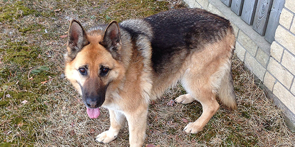 Lūgums palīdzēt! Bērzciemā mīklaini pazūd suns, kuru pamana 100 km no mājām