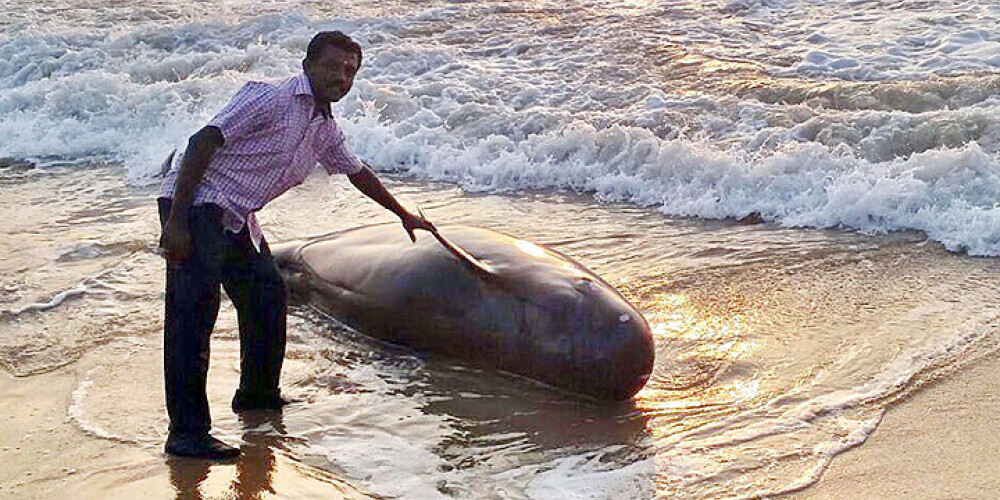 Pēc izskalošanas Indijas dienvidu piekrastē miruši 45 vaļi
