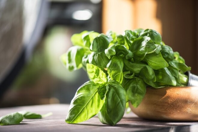 Arī aromātiskā garšviela baziliks ir dabiska "antibiotika", kas ārstē kakla un galvas sāpes, kā arī iznīcina vīrusus.