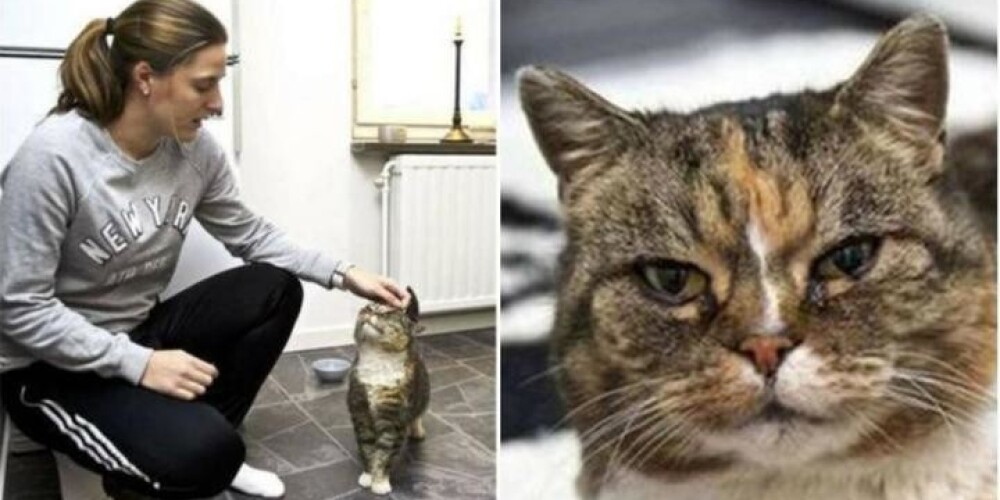 В Швеции хозяйка нашла кошку через 12 лет