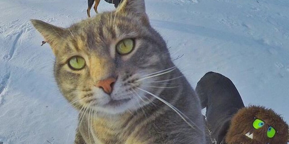 Кот, снимающий селфи, покорил пользователей Интернета