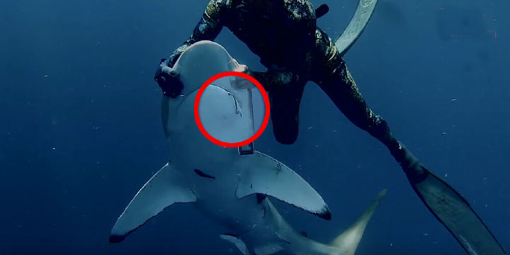 Drosmīgs nirējs nohipnotizē haizivi. Pilnīgi nopietni! VIDEO