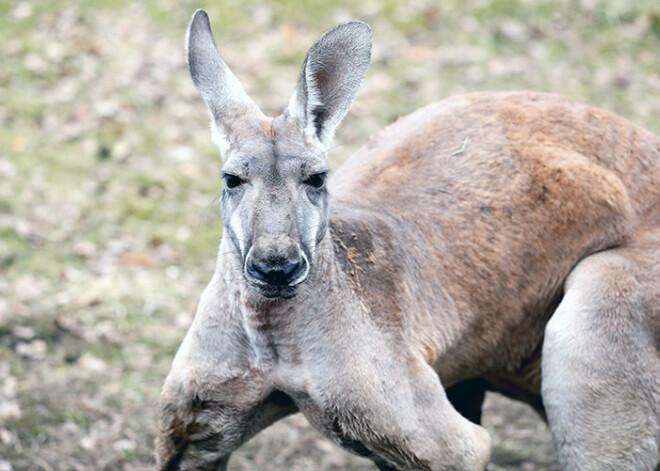 Austrālijā pusaudzis grasījies sarīkot teroraktu, uzspridzinot ķenguru