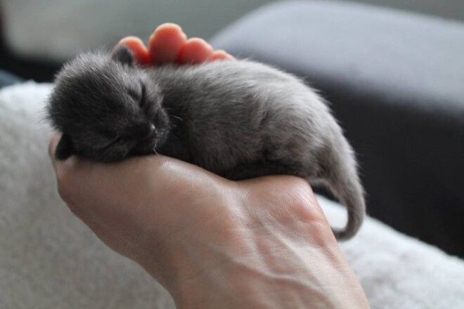 Котенок был невероятно маленьким!