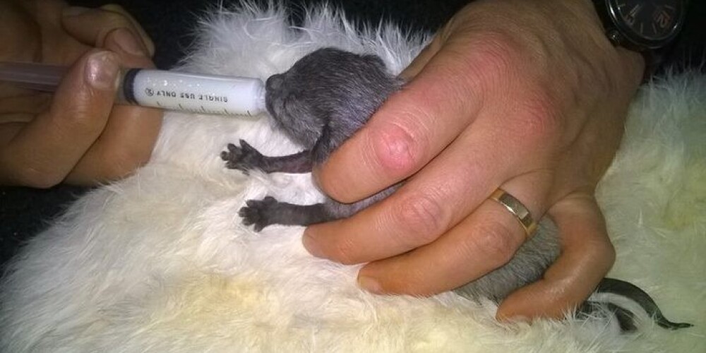 Женщина нашла крошечного осиротевшего котенка и вернула его к жизни. ФОТО