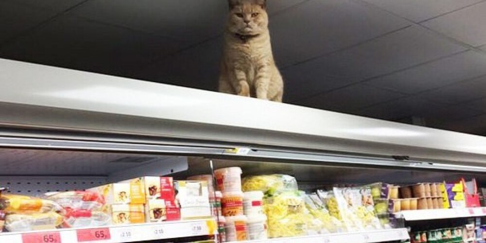 Кот, который отказывается уходить из супермаркета. ФОТО