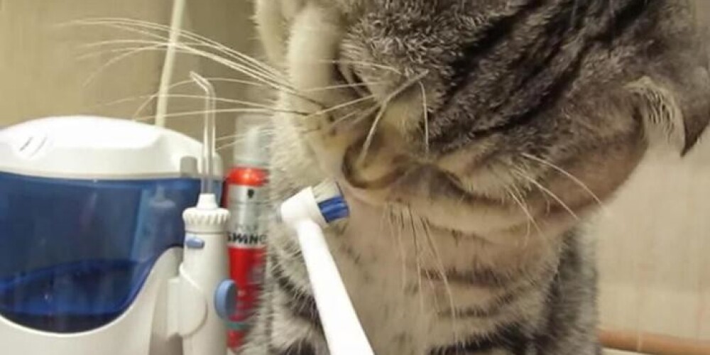 Кот, который очень любит чистить зубы. ВИДЕО