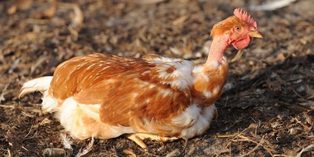 Vecumnieku putnkopjiem izmaksās 5771 eiro par salmonelozes dēļ iznīcinātām vistām