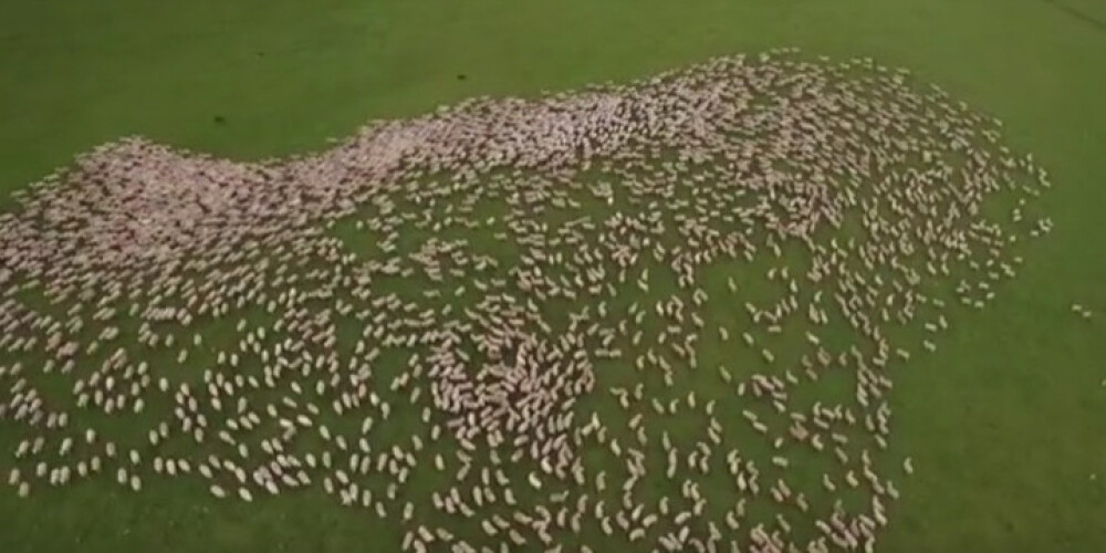 Kas par skatu! Jaunzēlandes aitiņas ganībās - no putna lidojuma. VIDEO