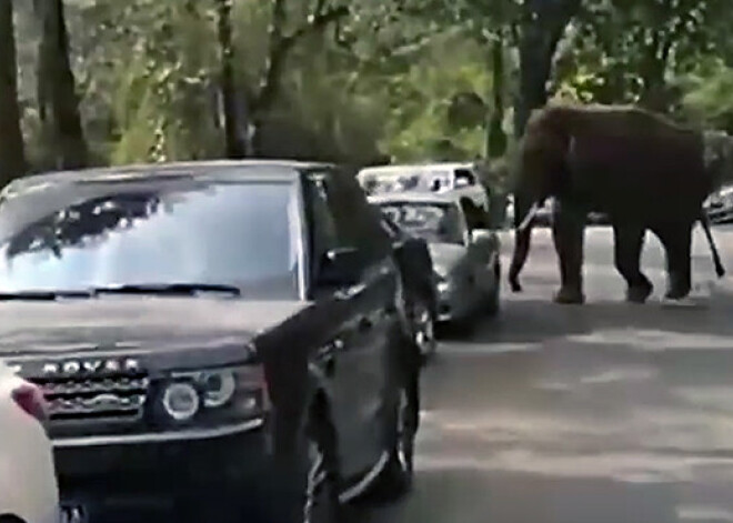 Mīlestība ir nežēlīga. Atraidīts zilonis savu sāpi izgāž, sadauzot 18 automašīnas. VIDEO