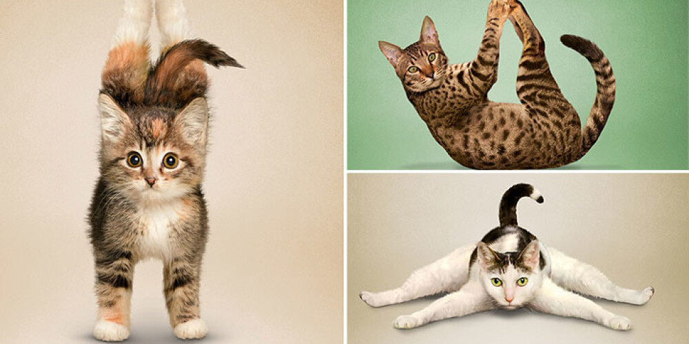 Burvīga fotosērija kaķu mīlētājiem. FOTO