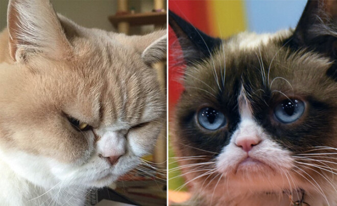 Кто угрюмее — коюуи или настоящий Grumpy Cat?
