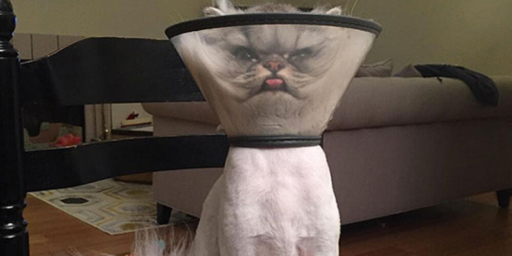 Несчастный кот в воротнике покорил Интернет