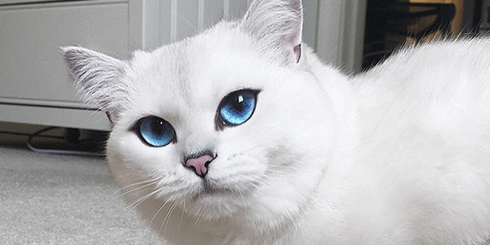 Кот с самыми красивыми в мире глазами