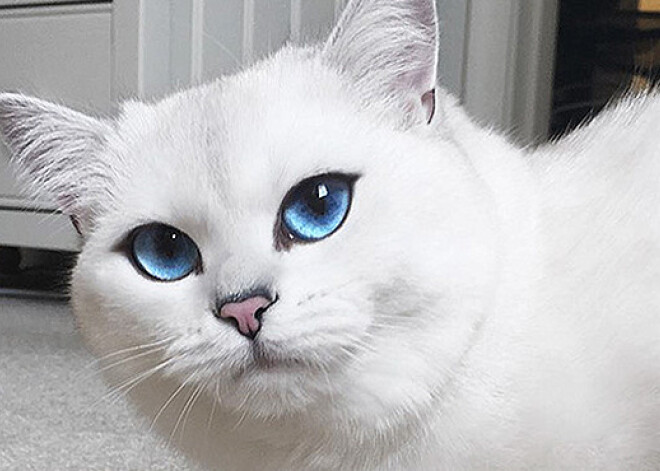 Кот с самыми красивыми в мире глазами