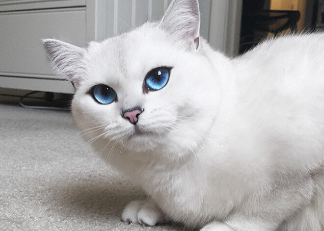 Kaķis Kobijs ar nereāli zilām acīm