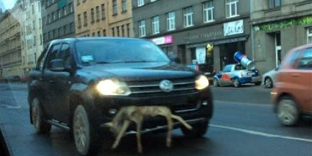 Meklē aculieciniekus, kuri Rīgā redzēja auto ar priekšējā bamperī iestrēgušu stirnu