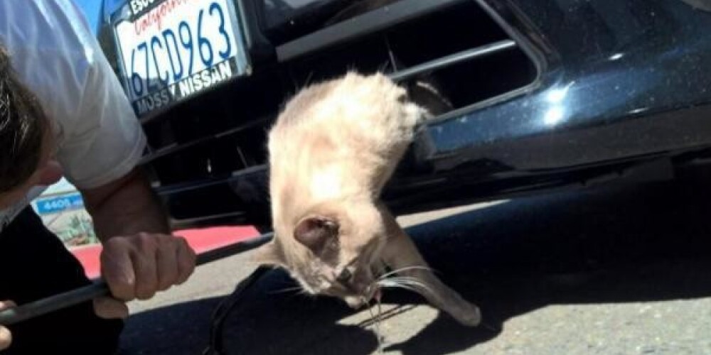 Nabaga dzīvnieciņš. Šis kaķis nobrauca 13 kilometrus iesprūdis mašīnas bamperī. FOTO