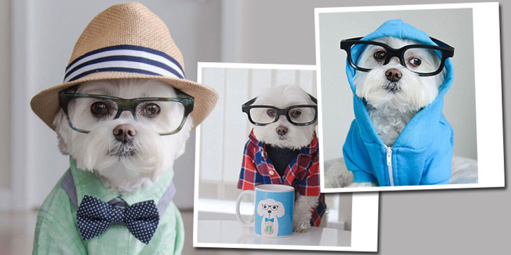 Paskat tik! Pasaulē pirmais suns hipsteris. FOTO