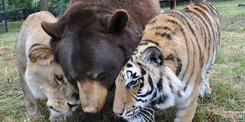 Три брата — лев, тигр и медведь — уже 15 лет не расстаются