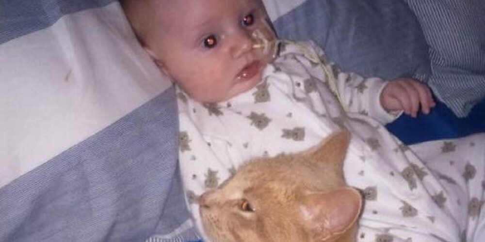 Кот находился рядом с больным малышом и помогал его сердцу восстановиться. ФОТО