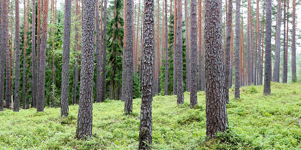 Daļa mazo meža īpašnieku turpina pārdot mežus skandināvu kompānijām