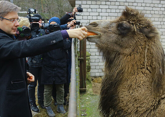 No Rīgas uz Tbilisi Zoodārzu ceļos septiņi dzīvnieki. FOTO