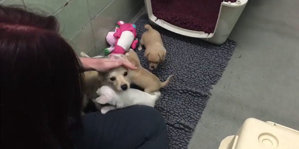 Patversmei atdota sunīte no jauna satiek savus kucēnus. VIDEO