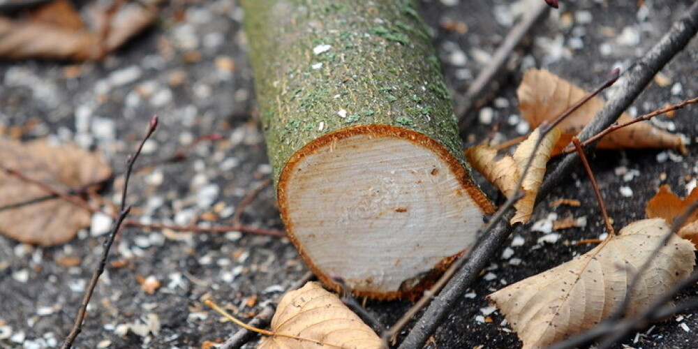 Lai saņemtu atļauju pirms koku ciršanas lieguma perioda, iesniegums Būvvaldē jāiesniedz līdz 21. martam
