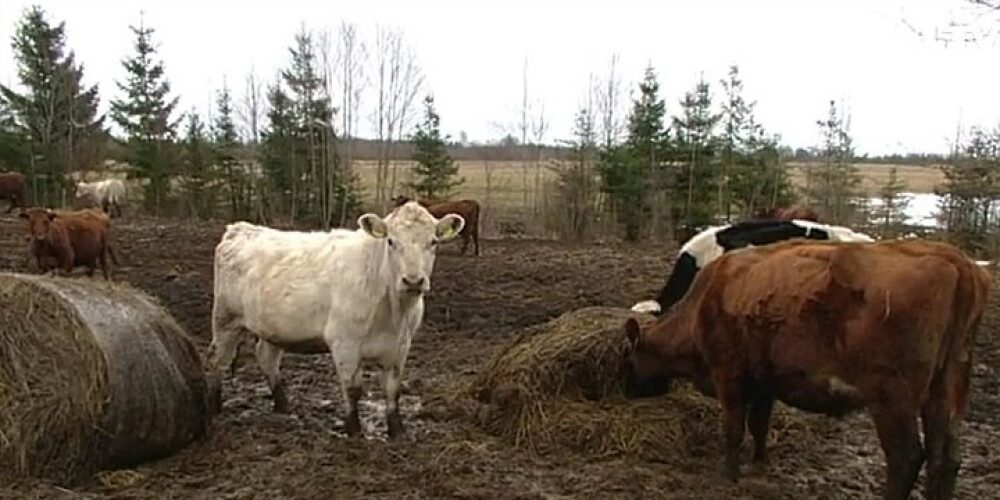 Latvijas piensaimnieki krīzes dēļ kļūst par gaļas audzētājiem. VIDEO