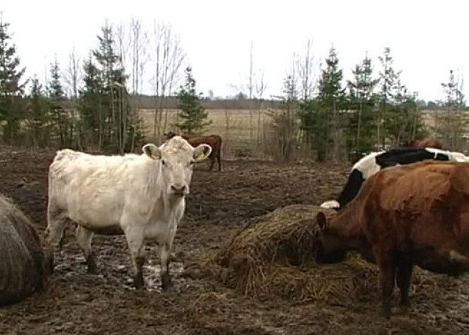 Latvijas piensaimnieki krīzes dēļ kļūst par gaļas audzētājiem. VIDEO