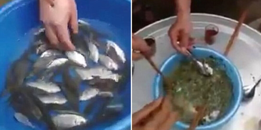 Экстремальные суши: китайцы едят живую рыбу! ВИДЕО