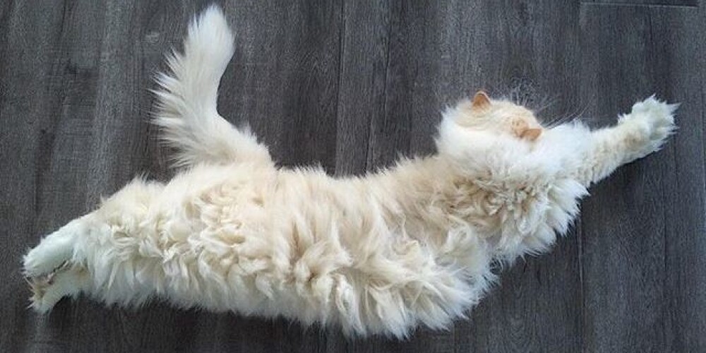 Пользователей Instagram покорил кот, похожий на облако. ФОТО