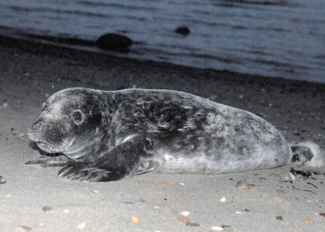 Roņu dienas Rīgas Zoodārzā