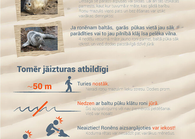 Ko darīt, ja liedagā pamanīts roņu mazulis? INFOGRAFIKA