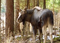 Gandrīz gadu vecais aļņu puika Līgatnē ieradies no Somijas Ahtari zooloģiskā dārza.