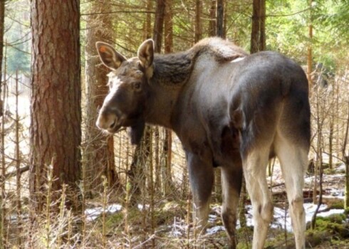 Gandrīz gadu vecais aļņu puika Līgatnē ieradies no Somijas Ahtari zooloģiskā dārza.