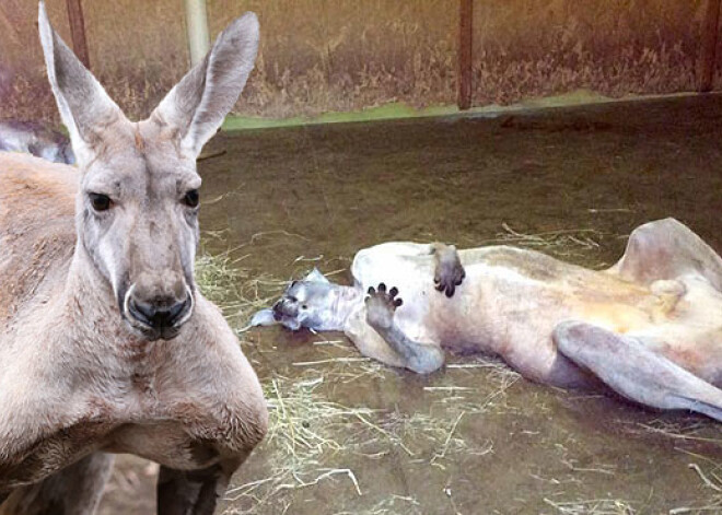 Rīgas zoodārza apmeklētājus uztrauc nekustīgi ķenguri. Vai viņi nav beigti?