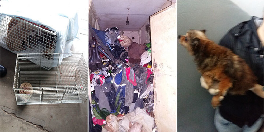 Dzīvoklī Lokomotīves ielā starp atkritumu kalniem turēti 9 suņi, ezis, krupis un peles. FOTO