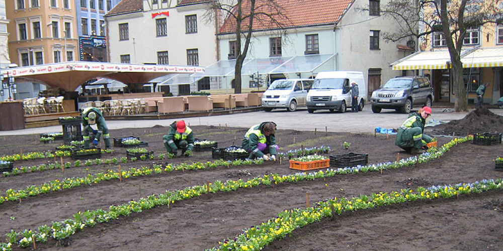 Rīgas dārzos un parkos iestādīts 13 000 atraitnīšu. FOTO