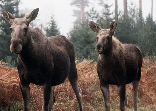 Zviedrijas pilsētas parkos agresīvs aļņu bars terorizē skrējējus