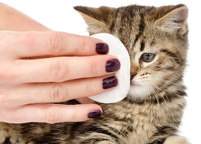 Kaķu gripa. Kas tā par slimību, un kā to ārstēt?