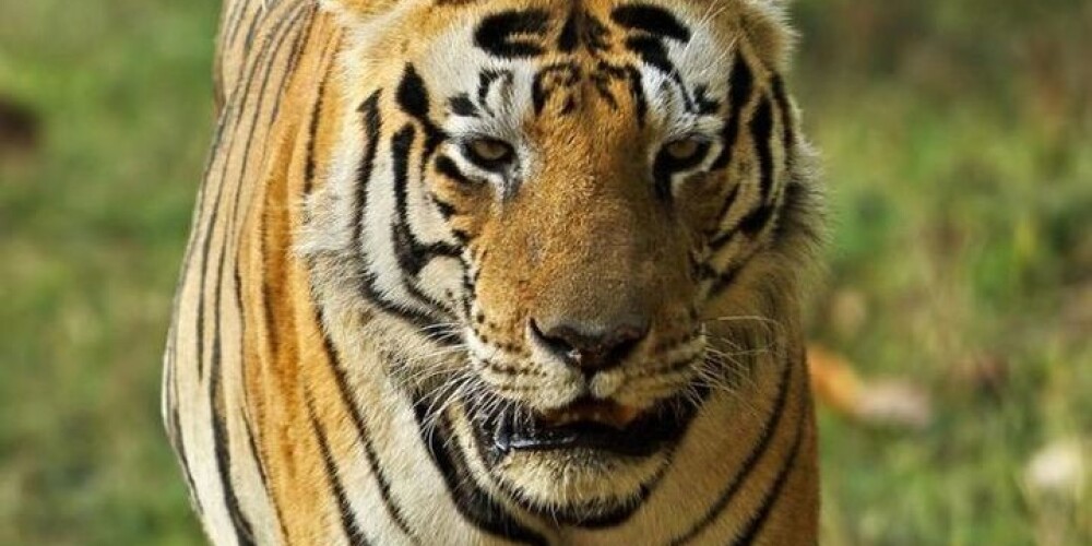 Тигр стал звездой среди туристов из-за необычной надписи на лбу