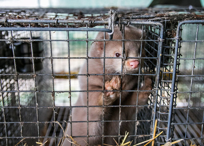 Spānijas augstākā tiesa atzīst ūdeļu audzēšanu par nelikumīgu