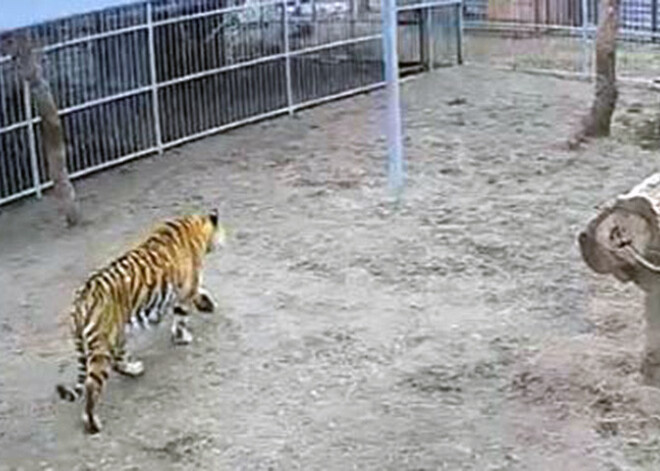 Krievijā iereibušas skolnieces iekļūst zoodārzā pēc tā slēgšanas. Tīģeris vienai saplosa kāju. VIDEO