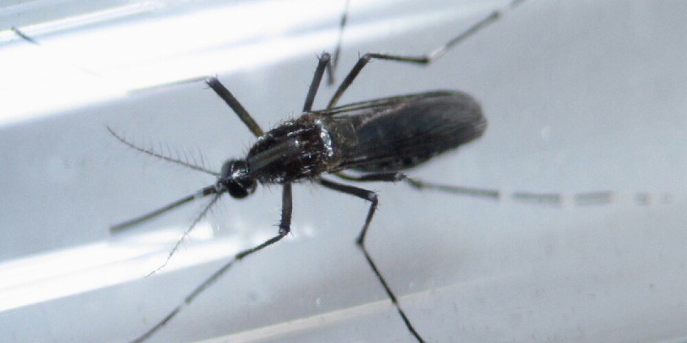 Brazīlija palaidīs brīvībā ģenētiski modificētus odus cīņai pret Zikas vīrusu