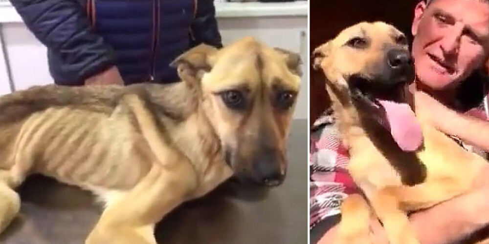 No bada nāves izglābts suns piedzīvo brīnumainu atkopšanos. VIDEO