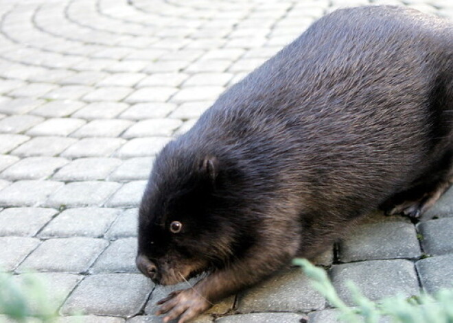 Dusmīgā Daugavpils bebra sakostajam cilvēkam kājā 15 šuves