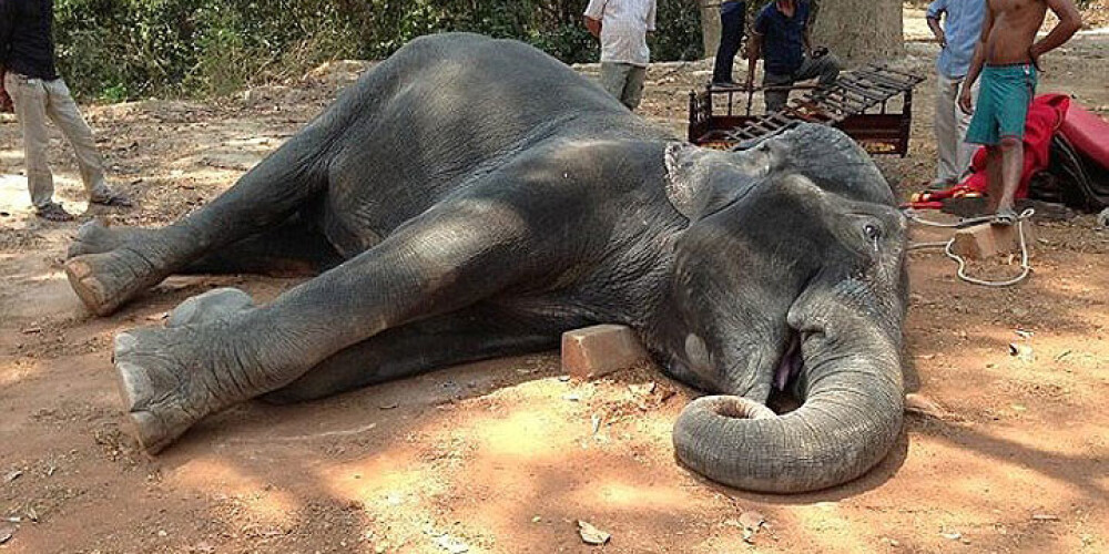 Трагическая гибель слонихи Самбо